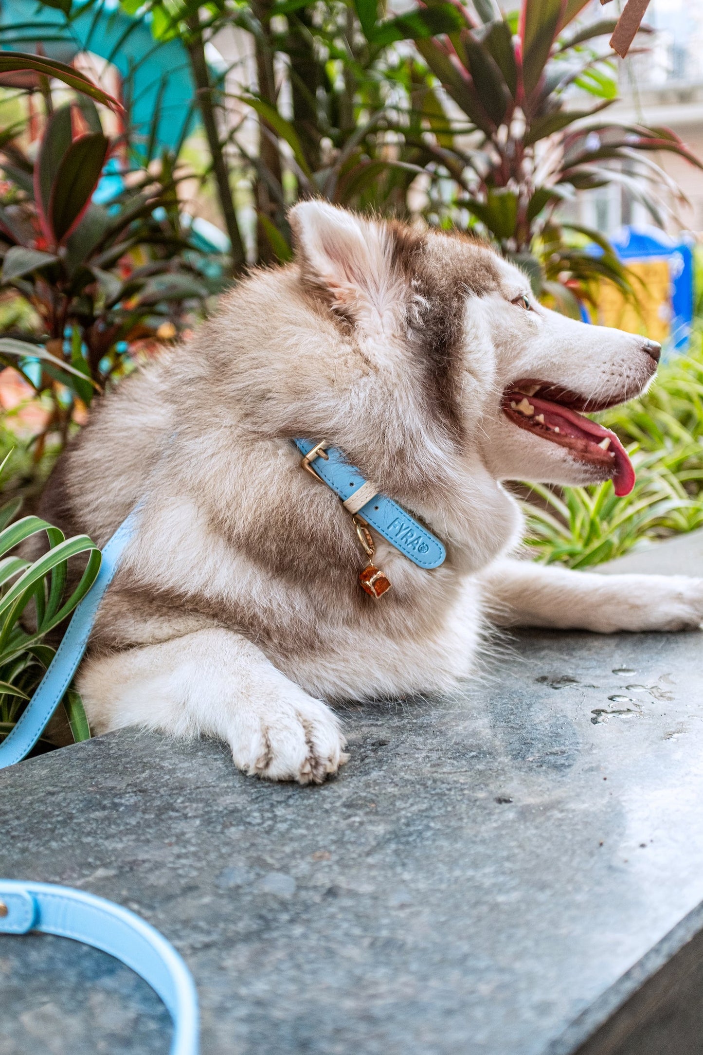 Fyra Paws Leash