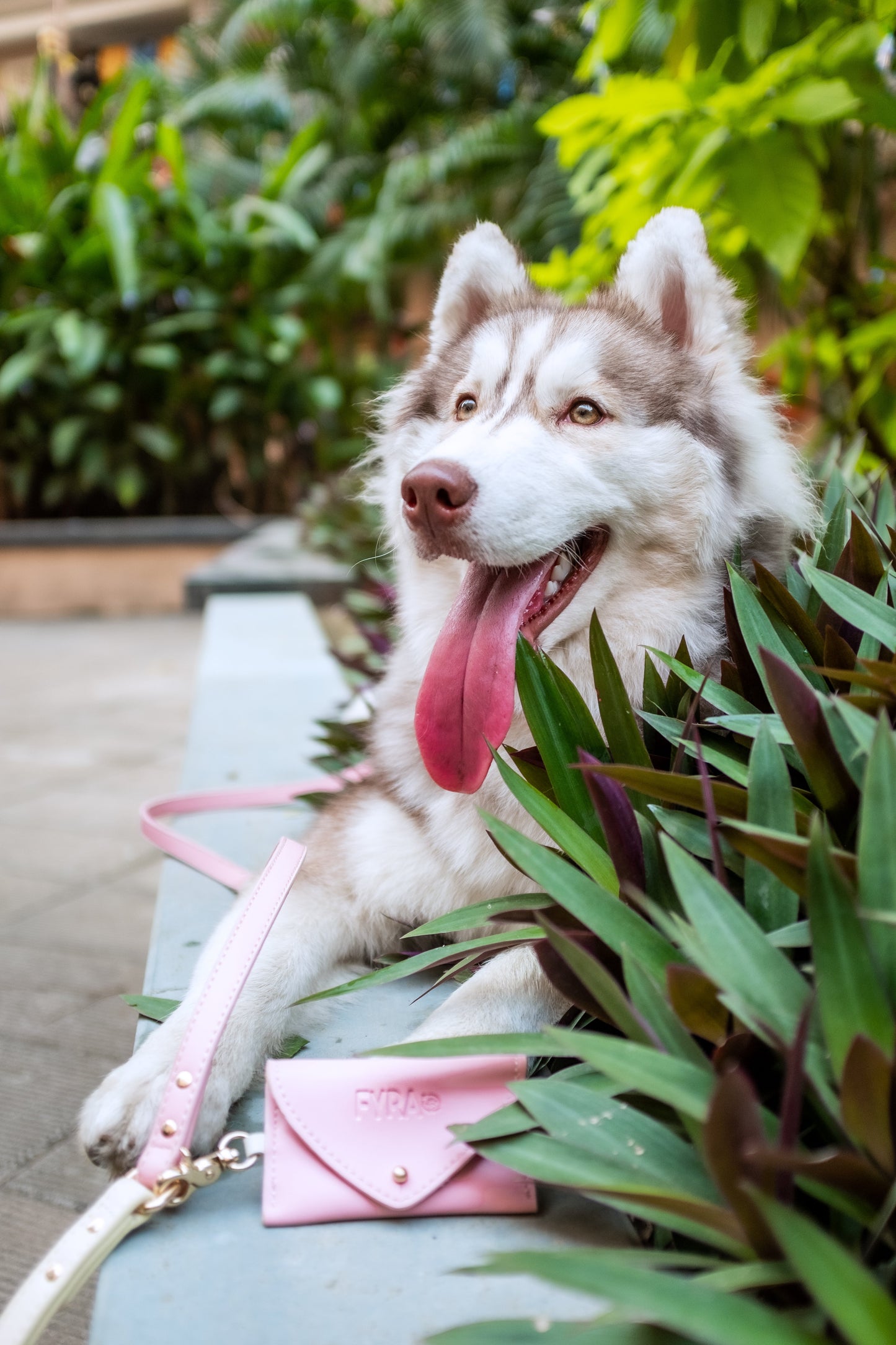 Fyra Paws Bundle Delight