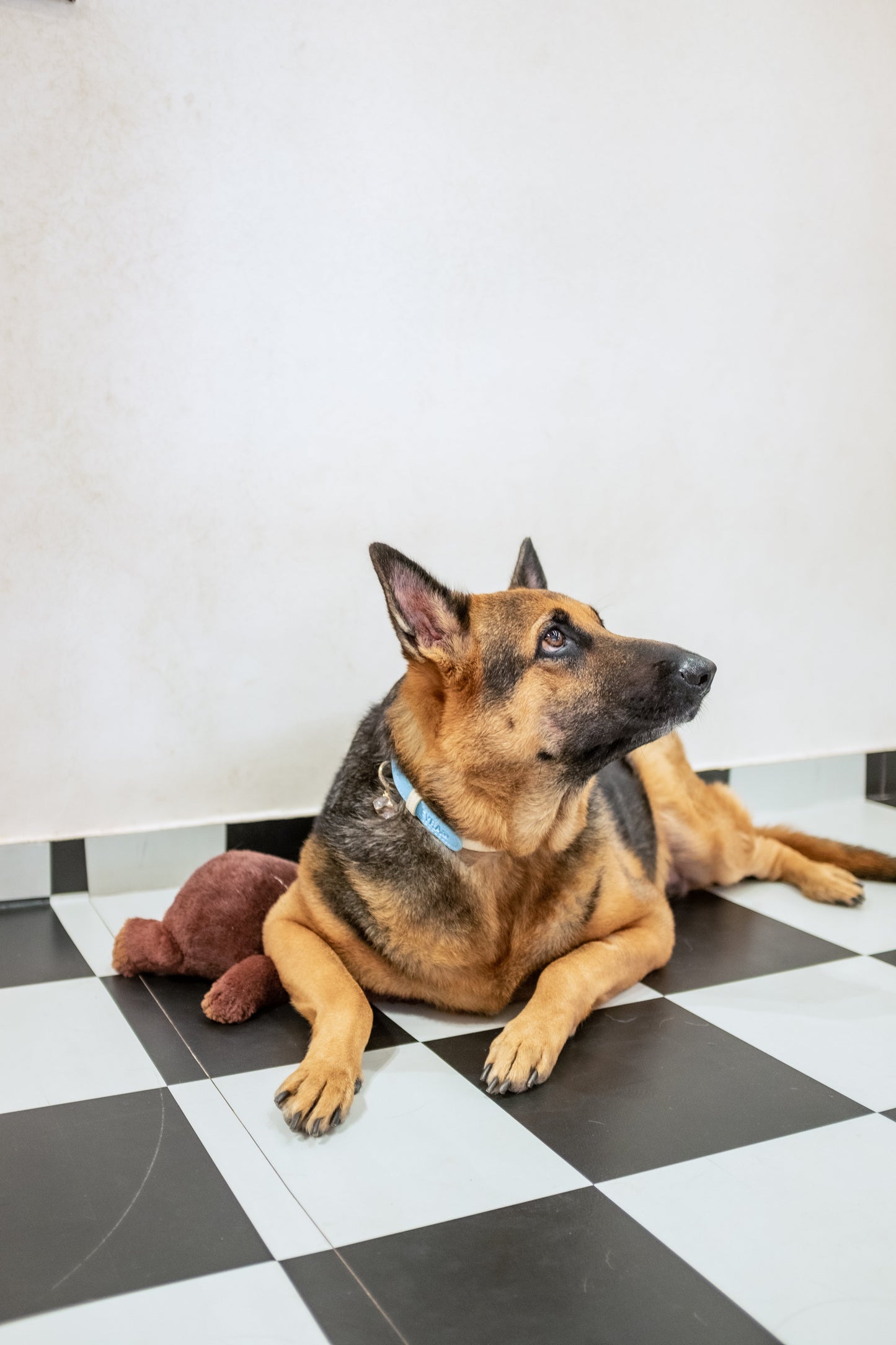 Fyra Paws Healing Collar: Clear Quartz