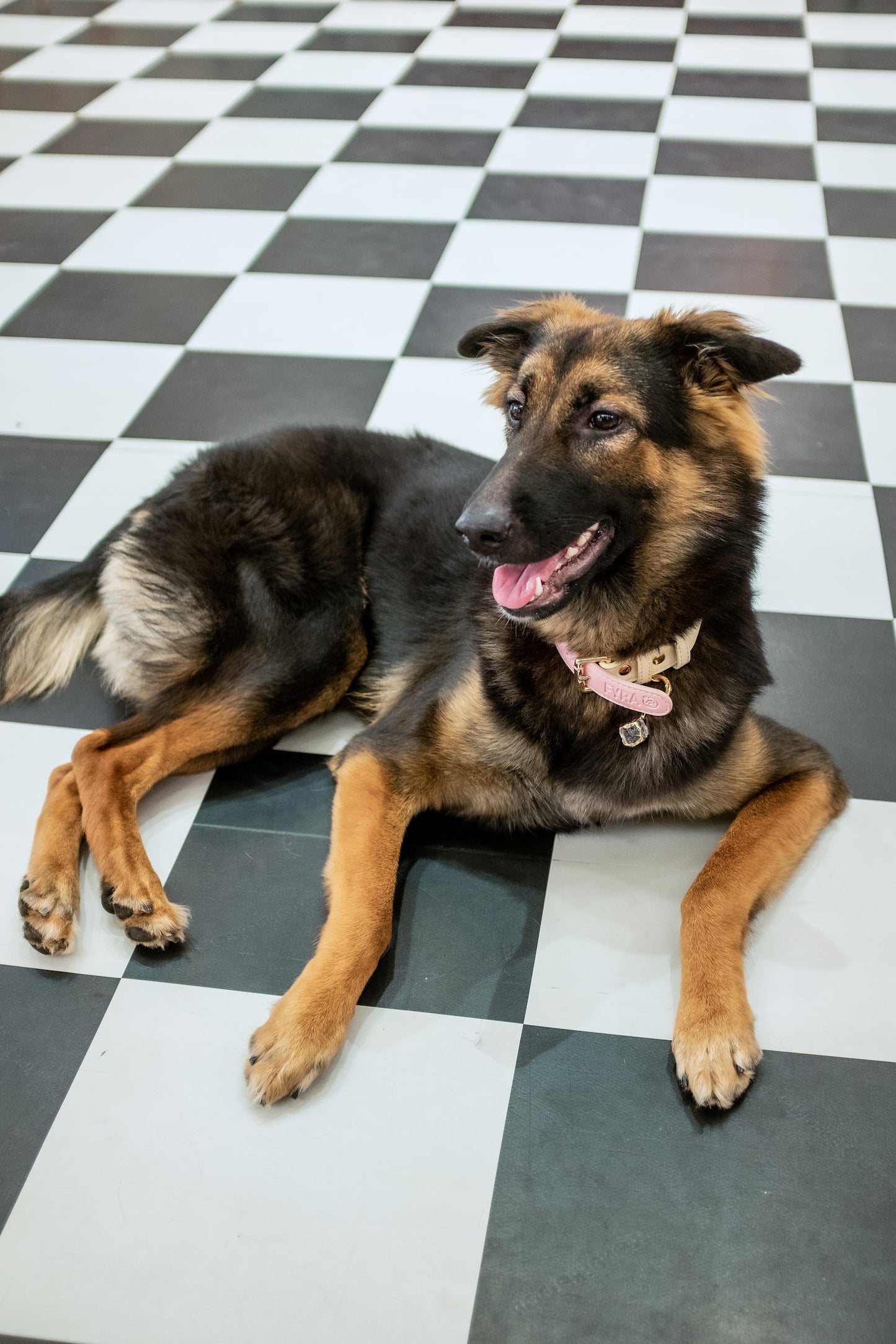 Fyra Paws Healing Collar: Clear Quartz
