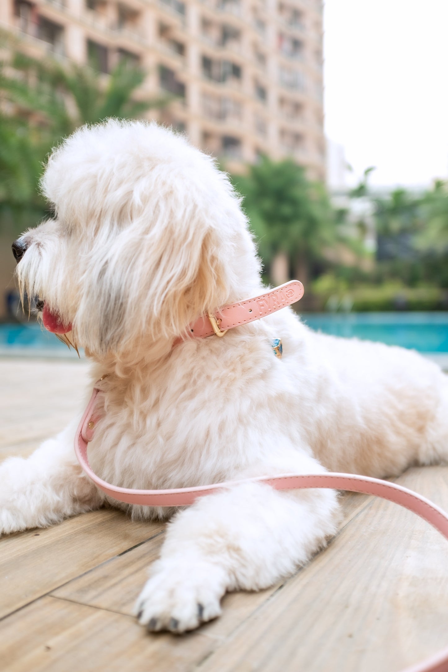 Fyra Paws Leash